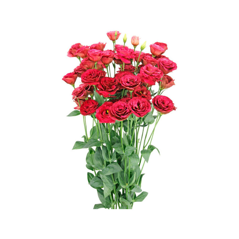 Lisianto 1000 Semillas Eustoma grandiflorum Lisianthus Arosa 3 Red PLT Flor Corte 180.508475 Lisianto 1000 Semillas Eustoma gra Lisianto 1000 Semillas Eustoma grandiflorum Lisianthus Arosa 3 Red PLT Flor Corte 180.508475 Lisianto 1000 Semillas Eustoma gra