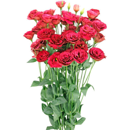  Lisianto 1000 Semillas Eustoma grandiflorum Lisianthus Arosa 3 Red PLT Flor Corte 180.508475 Lisianto 1000 Semillas Eustoma gra