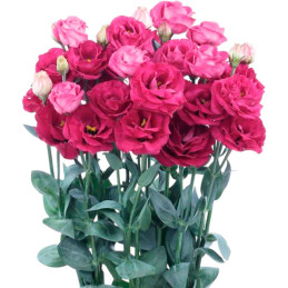  Lisianto 1000 Semillas Eustoma grandiflorum Lisianthus Rosita 3 Red PLT Flor Corte 266.101695 Lisianto 1000 Semillas Eustoma gr