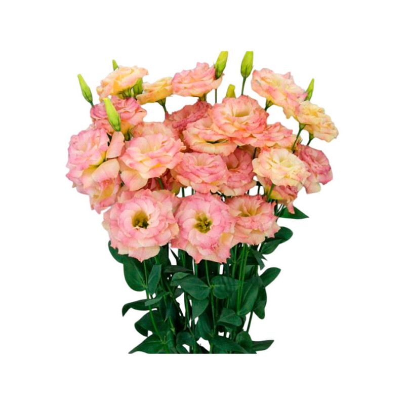 Lisianto 1000 Semillas Eustoma grandiflorum Lisianthus Megalo2 Orange Deep PLT Flor Corte 164.40678 Lisianto 1000 Semillas Eust Lisianto 1000 Semillas Eustoma grandiflorum Lisianthus Megalo2 Orange Deep PLT Flor Corte 164.40678 Lisianto 1000 Semillas Eust