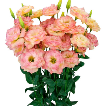 Lisianto 1000 Semillas Eustoma grandiflorum Lisianthus Megalo2 Orange Deep PLT Flor Corte 164.40678 Lisianto 1000 Semillas Eust