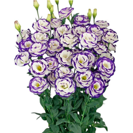  Lisianto 1000 Semillas Eustoma grandiflorum Lisianthus Megalo 3 Blue Picotee PLT Flor Corte 164.40678 Lisianto 1000 Semillas Eu