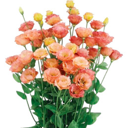  Lisianto 1000 Semillas Eustoma grandiflorum Lisianthus Little Summer 1 Orange PLT Flor Corte 177.118644 Lisianto 1000 Semillas 