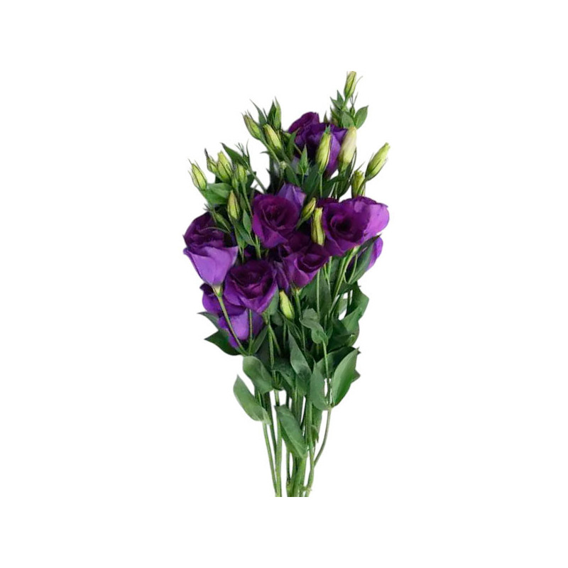 Lisianto 1000 Semillas Eustoma grandiflorum Lisianthus Can Can Purple PLT Flor Corte 187.288136 Lisianto 1000 Semillas Eustoma Lisianto 1000 Semillas Eustoma grandiflorum Lisianthus Can Can Purple PLT Flor Corte 187.288136 Lisianto 1000 Semillas Eustoma