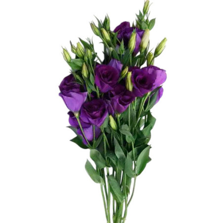  Lisianto 1000 Semillas Eustoma grandiflorum Lisianthus Can Can Purple PLT Flor Corte 187.288136 Lisianto 1000 Semillas Eustoma 