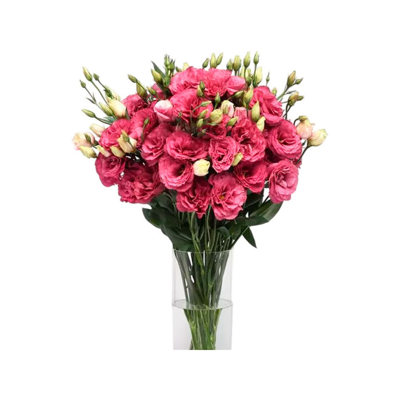  Lisianto 1000 Semillas Eustoma grandiflorum Lisianthus Can Can Carmine Rose PLT Flor Corte 187.288136 Lisianto 1000 Semillas Eu
