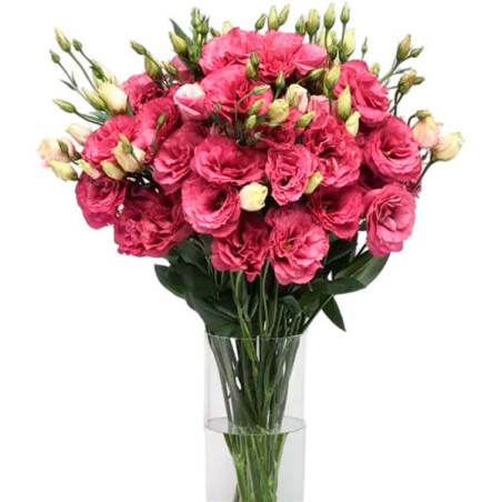  Lisianto 1000 Semillas Eustoma grandiflorum Lisianthus Can Can Carmine Rose PLT Flor Corte 187.288136 Lisianto 1000 Semillas Eu