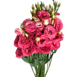  Lisianto 1000 Semillas Eustoma grandiflorum Lisianthus Can Can Carmine Rose PLT Flor Corte 187.288136 Lisianto 1000 Semillas Eu
