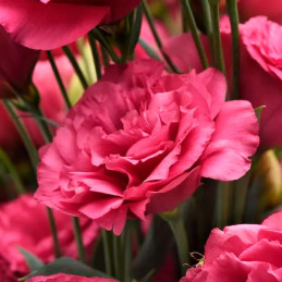  Lisianto 1000 Semillas Eustoma grandiflorum Lisianthus Can Can Carmine Rose PLT Flor Corte 187.288136 Lisianto 1000 Semillas Eu