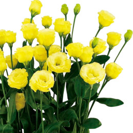  Lisianto 1000 Semillas Eustoma grandiflorum Lisianthus Little Summer 1 Gold PLT Flor Corte 177.118644 Lisianto 1000 Semillas Eu