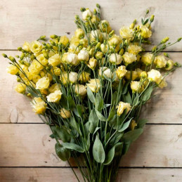  Lisianto 1000 Semillas Eustoma grandiflorum Lisianthus Little Summer 1 Gold PLT Flor Corte 177.118644 Lisianto 1000 Semillas Eu