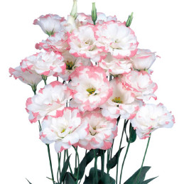  Lisianto 1000 Semillas Eustoma grandiflorum Lisianthus Echo Pink Picotee PLT Flor Corte 138.135593 Lisianto 1000 Semillas Eusto
