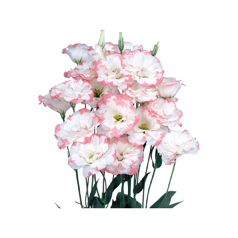 Lisianto 1000 Semillas Eustoma grandiflorum Lisianthus Echo Pink Picotee PLT Flor Corte 138.135593 Lisianto 1000 Semillas Eusto Lisianto 1000 Semillas Eustoma grandiflorum Lisianthus Echo Pink Picotee PLT Flor Corte 138.135593 Lisianto 1000 Semillas Eusto