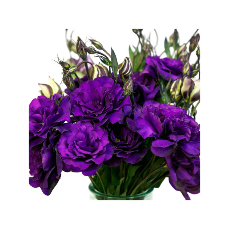  Lisianto 1000 Semillas Eustoma grandiflorum Lisianthus Echo Purple PLT Flor Corte 138.135593 Lisianto 1000 Semillas Eustoma gra