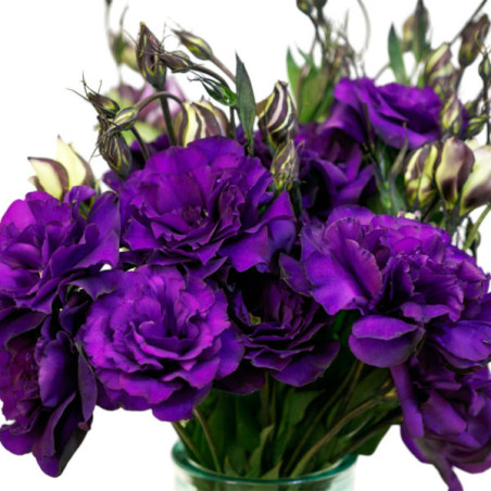  Lisianto 1000 Semillas Eustoma grandiflorum Lisianthus Echo Purple PLT Flor Corte 138.135593 Lisianto 1000 Semillas Eustoma gra