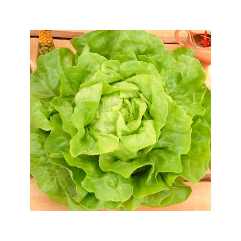 Lechuga Stella 10000 Semillas PLT Tipo Seda Feltrin 225.423729 Lechuga Stella 10000 Semillas PLT Tipo Seda Feltrin
Lechuga tipo Lechuga Stella 10000 Semillas PLT Tipo Seda Feltrin 225.423729 Lechuga Stella 10000 Semillas PLT Tipo Seda Feltrin
Lechuga tipo