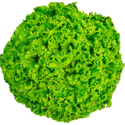  Lechuga Loreane 10000 Semillas PLT Tipo Crespa Verde Feltrin 225.423729 Lechuga Loreane 10000 Semillas PLT Tipo Crespa Verde Fe
