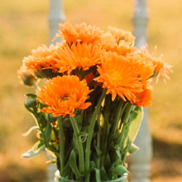  Calendula 25gr officinalis Ball's Orange Flor Corte 100.847458 Calendula 25gr officinalis Ball's Orange Flor Corte
Germinación: