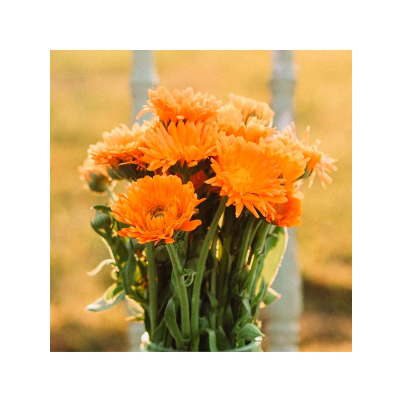  Calendula 25gr officinalis Ball's Orange Flor Corte 100.847458 Calendula 25gr officinalis Ball's Orange Flor Corte
Germinación: