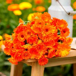  Calendula 25gr officinalis Ball's Orange Flor Corte 100.847458 Calendula 25gr officinalis Ball's Orange Flor Corte
Germinación: