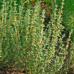  Tomillo Invierno 1000 Semillas Thymus vulgaris Herb Thyme Winter Hierba Aromatica Flor Jardin 54.237288 Tomillo Invierno 1000 S
