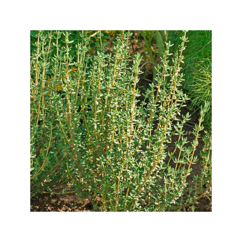  Tomillo Invierno 1000 Semillas Thymus vulgaris Herb Thyme Winter Hierba Aromatica Flor Jardin 54.237288 Tomillo Invierno 1000 S