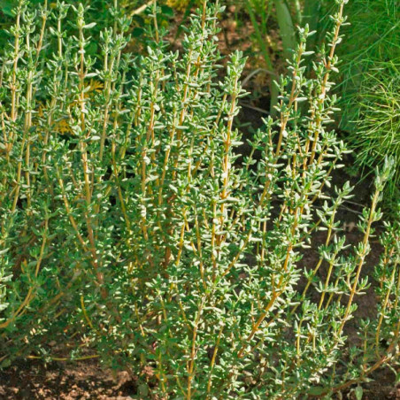  Tomillo Invierno 1000 Semillas Thymus vulgaris Herb Thyme Winter Hierba Aromatica Flor Jardin 54.237288 Tomillo Invierno 1000 S