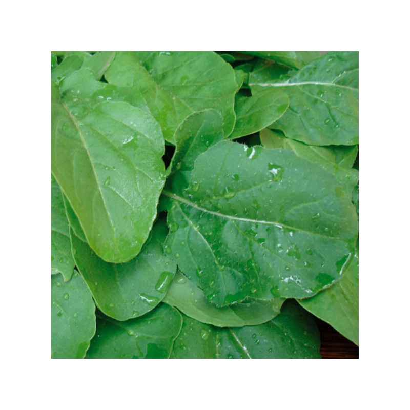 Rucula 1000 Semillas Eruca sativa Arugula astro Hortaliza Flor Jardin 43.220339 Rucula 1000 Semillas Eruca sativa Arugula astro Rucula 1000 Semillas Eruca sativa Arugula astro Hortaliza Flor Jardin 43.220339 Rucula 1000 Semillas Eruca sativa Arugula astro