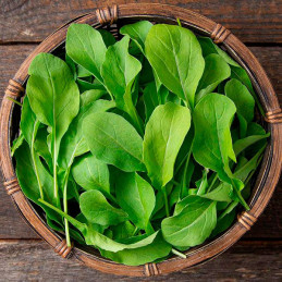  Rucula 1000 Semillas Eruca sativa Arugula astro Hortaliza Flor Jardin 43.220339 Rucula 1000 Semillas Eruca sativa Arugula astro
