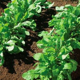 Rucula 1000 Semillas Eruca sativa Arugula astro Hortaliza Flor Jardin 43.220339 Rucula 1000 Semillas Eruca sativa Arugula astro