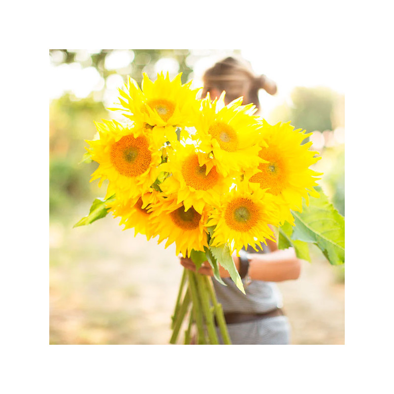  Girasol 10000 Semillas Helianthus annuus Pro Cut Gold Luxe Flor Corte 1376.271186 Girasol 10000 Semillas Helianthus annuus Pro 