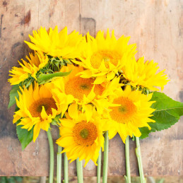  Girasol 10000 Semillas Helianthus annuus Pro Cut Gold Luxe Flor Corte 1376.271186 Girasol 10000 Semillas Helianthus annuus Pro 