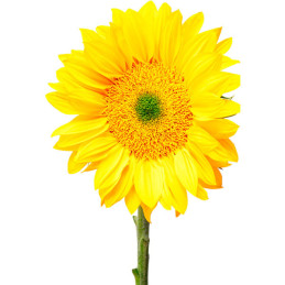  Girasol 10000 Semillas Helianthus annuus Pro Cut Gold Luxe Flor Corte 1376.271186 Girasol 10000 Semillas Helianthus annuus Pro 