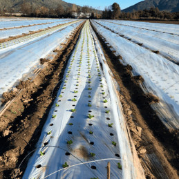  Plastico Mulch Agricola Bicapa BL/NE 1.40 x 1000M 25Micras, Solplast 699.152542 Plastico Mulch Agricola Bicapa BL/NE 1.40 x 100