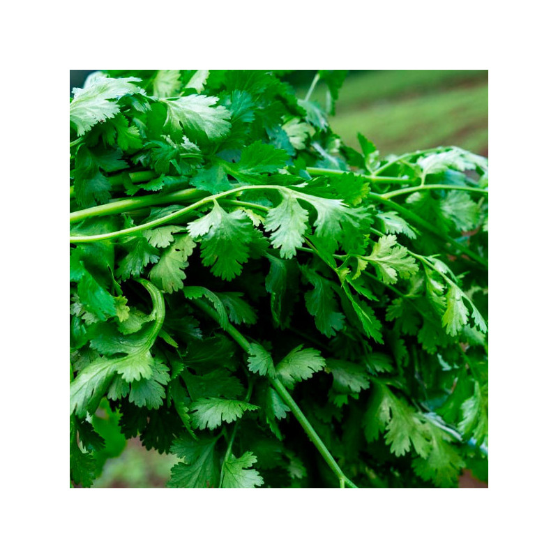 Culantro Ramses 10Kg Variedad Verde Intenso, East West Seed 638.135593 Culantro Ramses 10Kg Variedad Verde Intenso, East West S Culantro Ramses 10Kg Variedad Verde Intenso, East West Seed 638.135593 Culantro Ramses 10Kg Variedad Verde Intenso, East West S