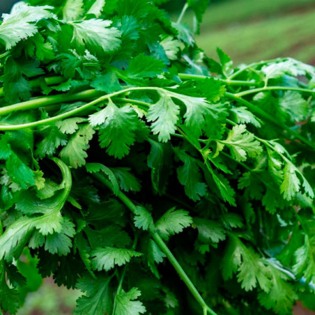  Culantro Ramses 10Kg Variedad Verde Intenso, East West Seed 638.135593 Culantro Ramses 10Kg Variedad Verde Intenso, East West S