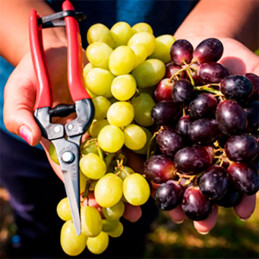  Tijera de Cosecha Raleo Frutos Recta Acero Inoxidable Largo 190mm HWASHIN P-170 44.915254 Tijera de Cosecha Raleo Frutos Recta 