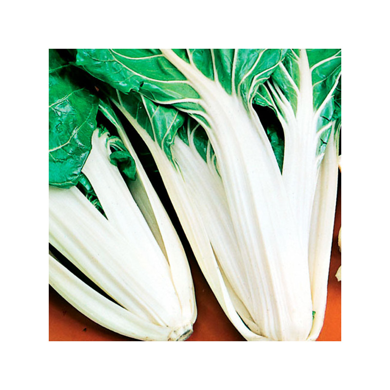 Acelga Talos Brancos 100gr Semillas Variedad Hojas Verdes Grandes, TopSeed 62.711864 Acelga Talos Brancos 100gr Semillas Varied Acelga Talos Brancos 100gr Semillas Variedad Hojas Verdes Grandes, TopSeed 62.711864 Acelga Talos Brancos 100gr Semillas Varied