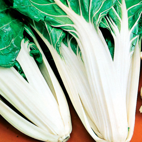  Acelga Talos Brancos 100gr Semillas Variedad Hojas Verdes Grandes, TopSeed 62.711864 Acelga Talos Brancos 100gr Semillas Varied