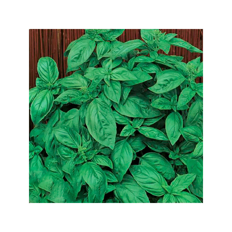 Albahaca Genovese 50gr Semillas Variedad Hojas Grandes Aromaticas, TopSeed 32.20339 Albahaca Genovese 50gr Semillas Variedad Ho Albahaca Genovese 50gr Semillas Variedad Hojas Grandes Aromaticas, TopSeed 32.20339 Albahaca Genovese 50gr Semillas Variedad Ho