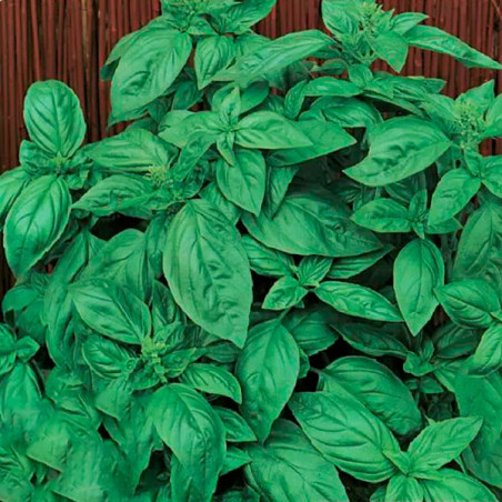  Albahaca Genovese 50gr Semillas Variedad Hojas Grandes Aromaticas, TopSeed 32.20339 Albahaca Genovese 50gr Semillas Variedad Ho
