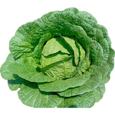  Col China Kinjitsu R 10gr Semillas Hibrido F1 Compacto, TopSeed 40.677966 Col China Kinjitsu R 10gr Semillas Hibrido F1 Compact