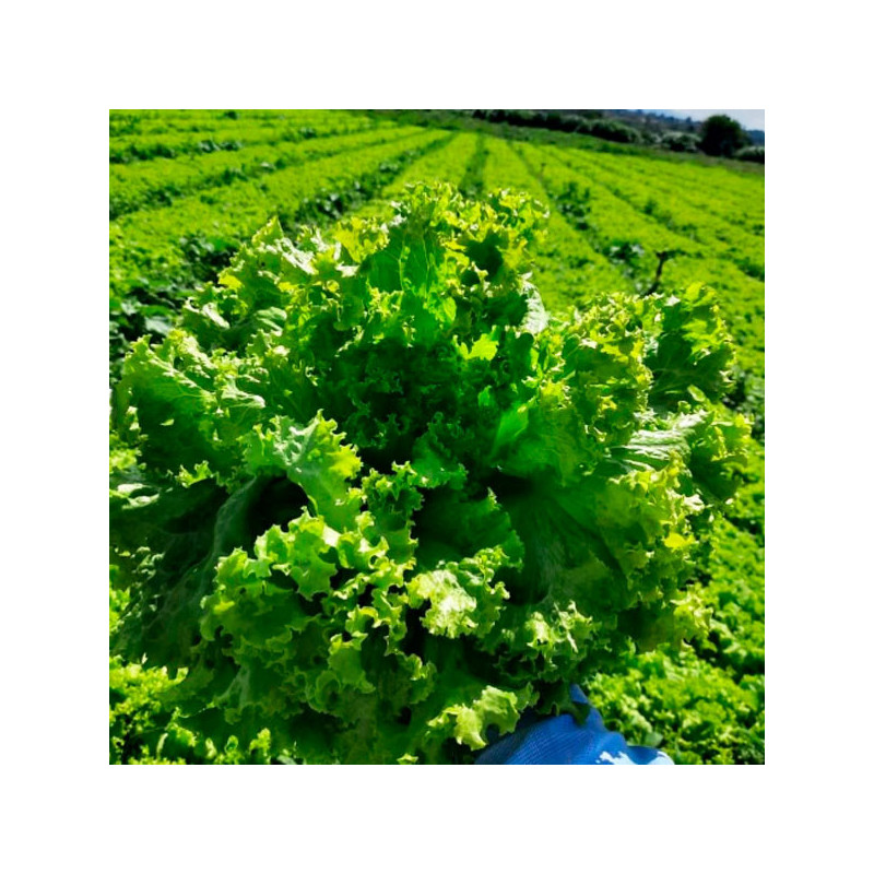  Lechuga Samira 100gr Semillas Variedad Crespa Verano, TopSeed 126.271186 Lechuga Samira 100gr Semillas Variedad Crespa Verano, 