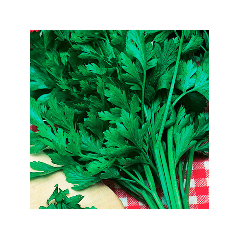  Perejil Grauda Portuguesa 100gr Semillas Variedad Verde Oscura, TopSeed 18.644068 Perejil Grauda Portuguesa 100gr Semillas Vari