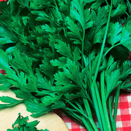  Perejil Grauda Portuguesa 500gr Semillas Variedad Verde Oscura, TopSeed 68.644068 Perejil Grauda Portuguesa 500gr Semillas Vari
