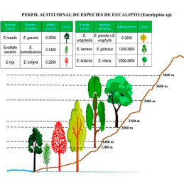  Semillas de Eucalipto 1Kg, Eucalyptus saligna Costa Valles Interandinos Forestar 1016.949153 Semillas de Eucalipto 1Kg, Eucalyp