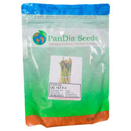  Esparrago UC 157 500gr Semillas Hibrido F1 Americana Pandia Seeds 2069.491525 Esparrago UC 157 500gr Semillas Hibrido F1 Americ