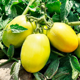  Tomate Hercules 5000 Semillas Hibrido F1 tipo Italiano Determinado NASCO 1217.79661 Tomate Hercules 5000 Semillas Hibrido F1 ti