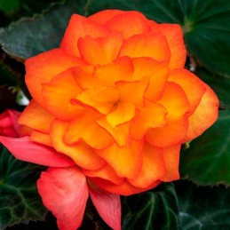  Begonia 500 Semillas Tuberhybrida Nonstop Fire PLT Flor Maceta 85.59322 Begonia 500 Semillas Tuberhybrida Nonstop Fire PLT Flor