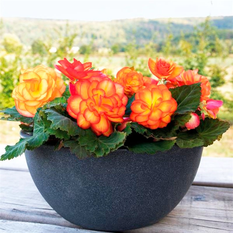  Begonia 500 Semillas Tuberhybrida Nonstop Fire PLT Flor Maceta 85.59322 Begonia 500 Semillas Tuberhybrida Nonstop Fire PLT Flor